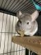 Chinchilla Rodents for sale in Bay Shore, NY, USA. price: $325