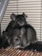 Chinchilla Rodents