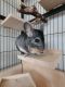 Chinchilla Rodents for sale in Fredericksburg, VA 22401, USA. price: NA