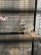 Chinchilla Rodents for sale in Ashburn, VA 20147, USA. price: $350