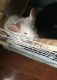 Chinchilla Rodents for sale in Muncie, IN, USA. price: $200