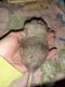 Chinchilla Rodents for sale in Rouseville, PA, USA. price: NA