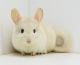 Chinchilla Rodents for sale in Portage, IN 46368, USA. price: $450