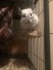 Chinchilla Rodents for sale in Starkville, MS 39759, USA. price: NA