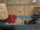 Chinchilla Rodents for sale in 4594 Fuhrer St NE, Salem, OR 97305, USA. price: $300