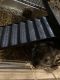 Chinchilla Rodents for sale in Edmond, OK, USA. price: $300