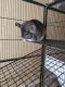 Chinchilla Rodents for sale in Jesup, GA 31545, USA. price: $500