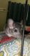 Chinchilla Rodents for sale in Orange, TX, USA. price: $100
