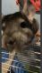 Chinchilla Rodents for sale in Newport News, VA, USA. price: $300