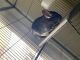 Chinchilla Rodents for sale in 939 Lake Rd, Lavon, TX 75166, USA. price: $400