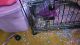 Chinchilla Rodents for sale in Elsmere, KY, USA. price: $200