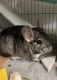 Chinchilla Rodents for sale in Warsaw, IN, USA. price: $115