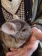 Chinchilla Rodents for sale in Greenwich, OH 44837, USA. price: NA