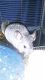 Chinchilla Rodents for sale in Waxahachie, TX, USA. price: $75