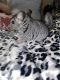 Chinchilla Rodents for sale in Roseburg, OR, USA. price: NA