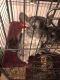 Chinchilla Rodents for sale in Newport News, VA 23608, USA. price: $300