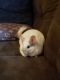 Chinchilla Rodents for sale in Luzerne, PA 18709, USA. price: $250