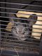 Chinchilla Rodents for sale in Commerce, GA, USA. price: NA