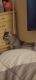 Chinchilla Rodents for sale in Akron, OH, USA. price: NA