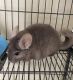 Chinchilla Rodents for sale in Chandler, IN, USA. price: NA