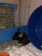 Chinchilla Rodents for sale in Centreville, VA 20121, USA. price: $100