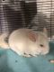 Chinchilla Rodents for sale in Pensacola, FL, USA. price: $400