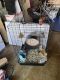 Chinchilla Rodents for sale in Aliso Viejo, CA, USA. price: NA
