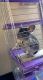 Chinchilla Rodents for sale in Mercer County, PA, USA. price: NA