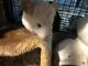 Chinchilla Rodents for sale in Port St. Lucie, FL, USA. price: $700