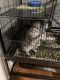Chinchilla Rodents for sale in Addison, IL, USA. price: $150