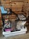 Chinchilla Rodents for sale in 410 1st Ave E, Osakis, MN 56360, USA. price: NA