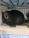Chinchilla Rodents for sale in Los Angeles, CA, USA. price: $200