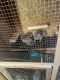 Chinchilla Rodents for sale in Bristol, TN, USA. price: $350