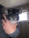 Chinchilla Rodents for sale in Spanish Fork, UT 84660, USA. price: $150