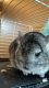 Chinchilla Rodents for sale in 3866 S Chester St, Aurora, CO 80014, USA. price: NA