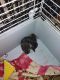 Chinchilla Rodents for sale in Apache Junction, AZ, USA. price: $150