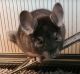 Chinchilla Rodents for sale in Stow, OH, USA. price: $200