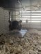 Chinchilla Rodents for sale in Friendswood, TX 77546, USA. price: NA