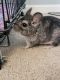 Chinchilla Rodents for sale in Greenville, SC 29605, USA. price: $200