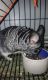 Chinchilla Rodents for sale in Paris, KY 40361, USA. price: $25,000