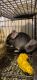 Chinchilla Rodents for sale in Lexington, SC, USA. price: $200