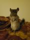 Chinchilla Rodents for sale in Lake Forest, CA, USA. price: $30,000