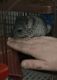 Chinchilla Rodents for sale in Mayfield Heights, OH, USA. price: $100