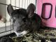 Chinchilla Rodents for sale in Winter Haven, FL, USA. price: NA