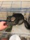 Chinchilla Rodents for sale in Henderson, NV, USA. price: $200