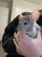 Chinchilla Rodents for sale in Greensboro, NC, USA. price: $350
