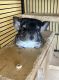 Chinchilla Rodents for sale in Mars, PA 16046, USA. price: $250