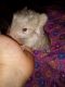 Chinchilla Rodents for sale in Memphis, MI 48041, USA. price: $200