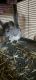 Chinchilla Rodents for sale in Ceres, CA 95307, USA. price: $400