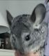 Chinchilla Rodents for sale in Paris, KY 40361, USA. price: $200